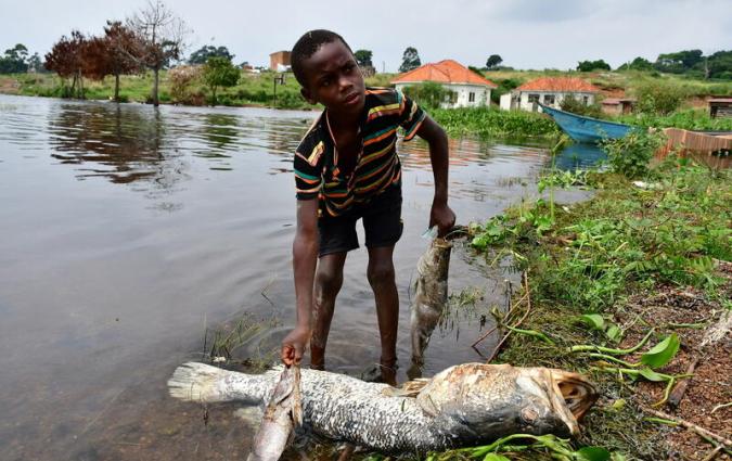 Shadrack Kafuluma, 12, handles dead fish that was swept by waves to the shores of Lake Victoria in at the Kigungu landing site in Entebbe, Uganda January 12, 2021. REUTERS/Abubaker Lubowa