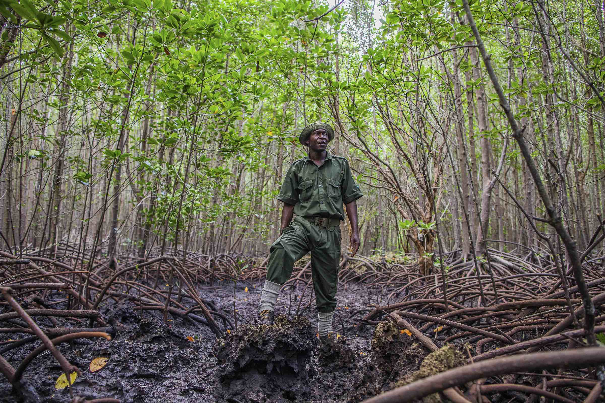 Shaban Mwinji, a community scout ranger, stands in a restored Mangrove Forest by Mikoko Pamoja. Mikoko Pamoja is a community-led mangrove conservation and restoration project based in southern Kenya. Credit: Anthony Ochieng / Climate Visuals Countdown