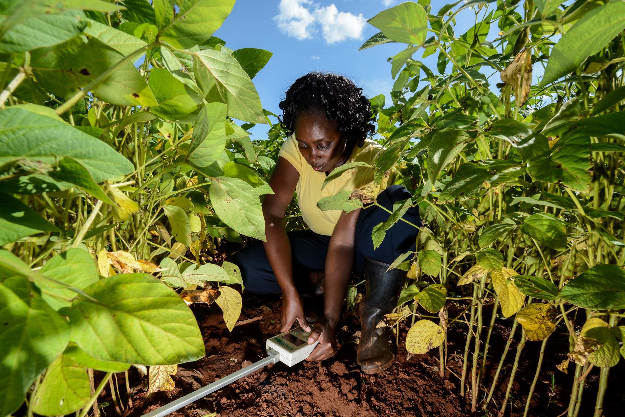 A professional engages in climate-smart soil protection and rehabilitation in Western Kenya. Credit: Georgina Smith | CIAT | Climate Visuals