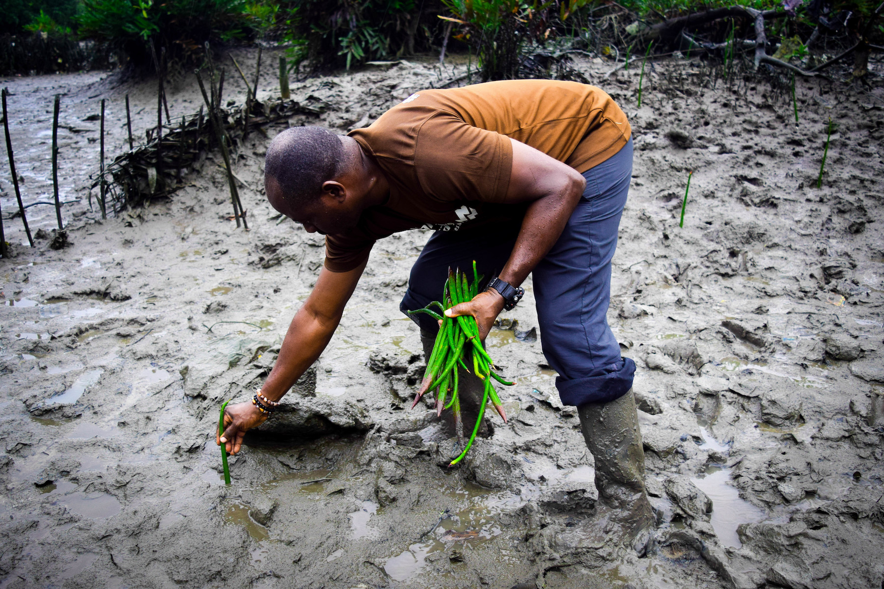 A man plants mangrove plants in deep mud as part of a replanting project in Port Harcourt, Nigeria. Credit: Jerry Chidi | Climate Visuals