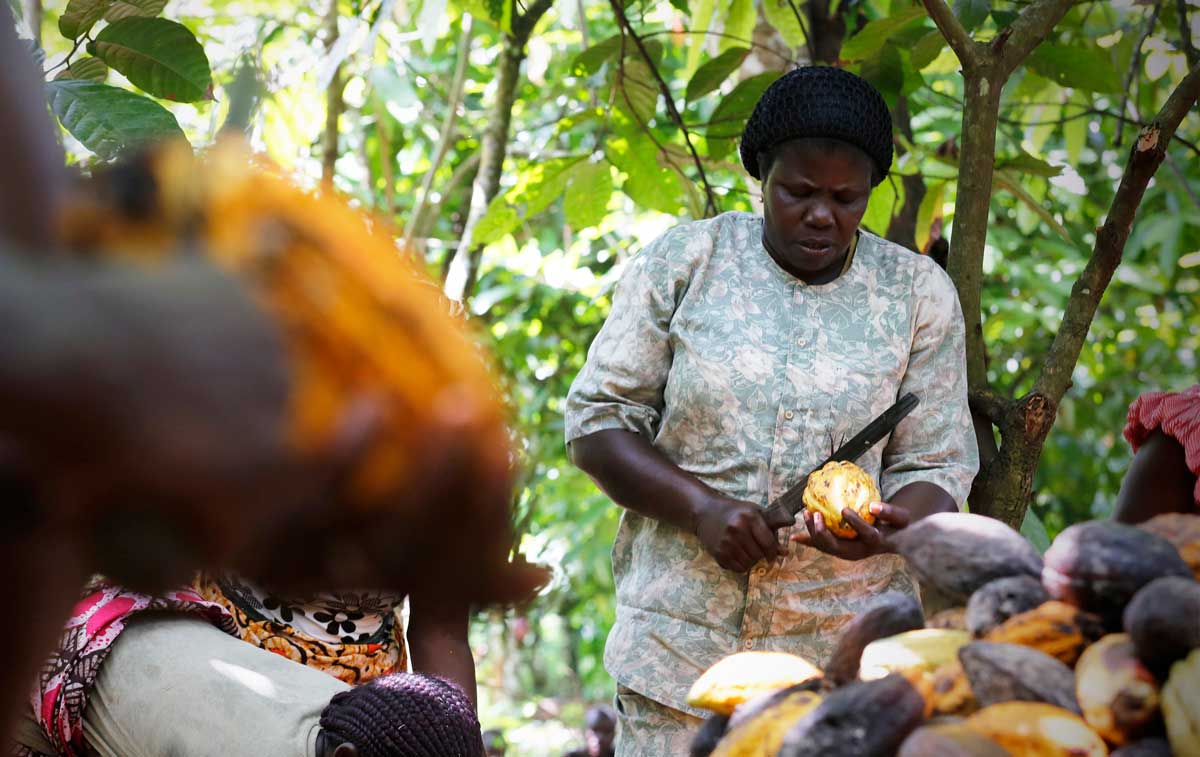 A woman farmer chopping cocoa pods open.