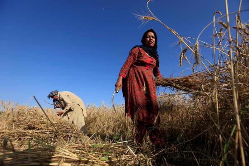 A woman harvests wheat near Islamabad, Pakistan. 