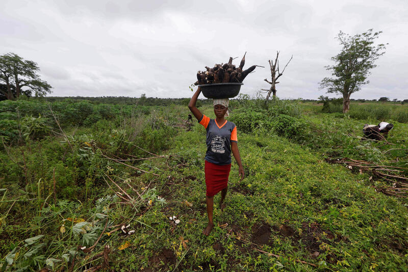 A farmer carries a basin of cassava.