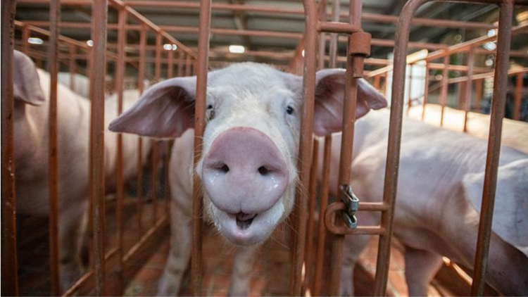 A close-up of a pig inside a metal gestation crate in an industrial farm setting. The pig’s snout is pressed against the bars, with their mouth slightly open and ears angled outward. Other pigs are visible in identical confinement in the background.