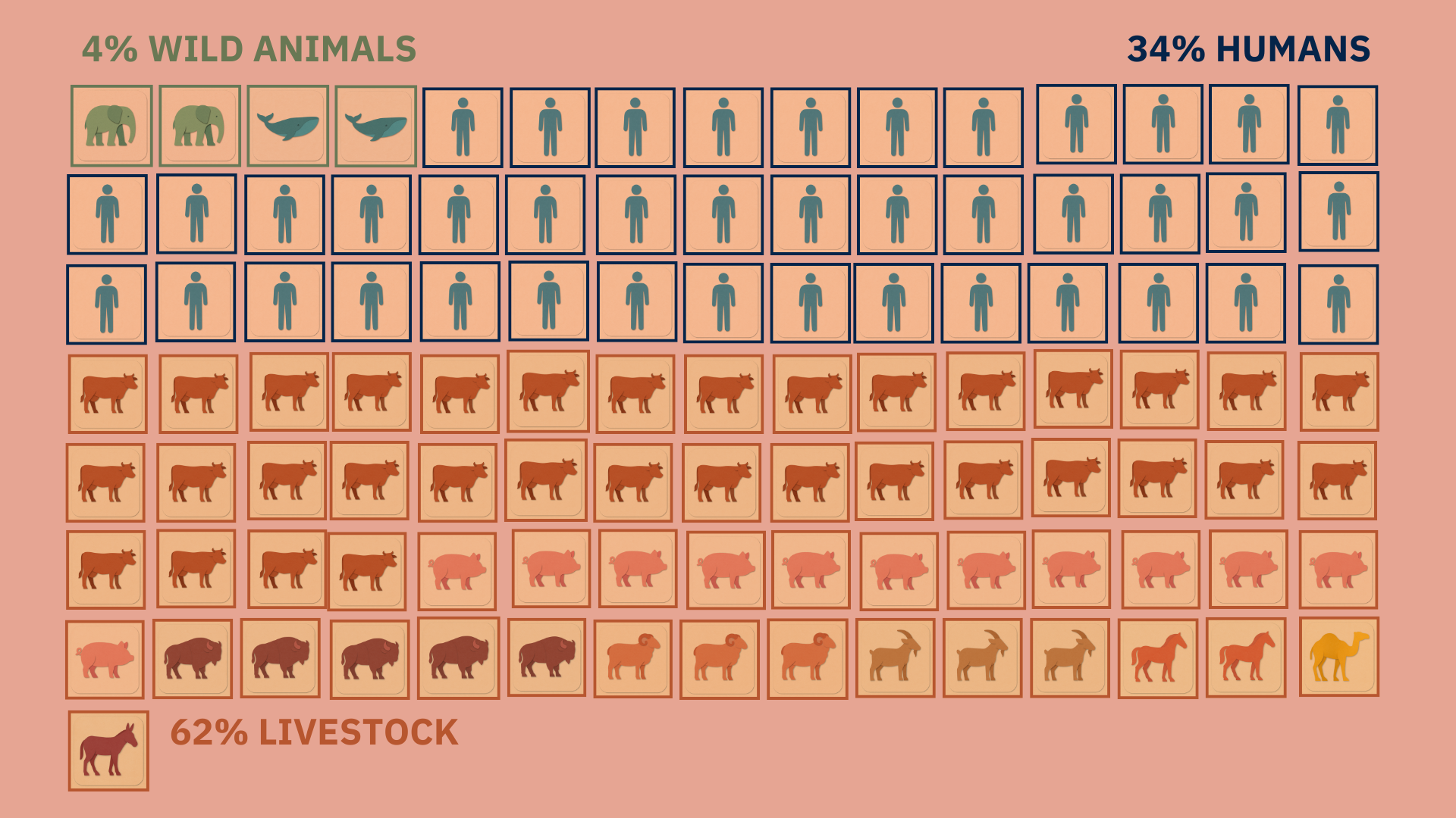 Infographic titled "Distribution of mammals on Earth," showing global mammal biomass in 2015 by category. Biomass is measured in tonnes of carbon, with each square representing 1% of total global mammal biomass. Livestock make up 62% of global mammal biomass (cattle 35%, pigs 12%, buffalo 5%, sheep 3%, goats 3%, horses 2%, camels 1%, asses 1%). Humans make up 34%, and wild mammals just 4% (2% land, 2% marine). Pets are not shown but comprise less than 1%. Source: Our World in Data (Hannah Ritchie and Klara Auerbach).