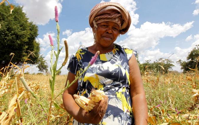 A farmer holds maize harvested from a farm insured by Pula, an agricultural insurance company that helps small-scale farmers to manage the risk associated with extreme climate conditions, in Kitui county, Kenya March 17, 2021. Picture taken March 17, 2021. REUTERS/Monicah Mwangi