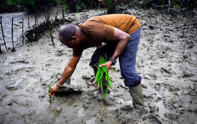 A man plants mangrove plants in deep mud as part of a replanting project in Port Harcourt, Nigeria. Credit: Jerry Chidi | Climate Visuals