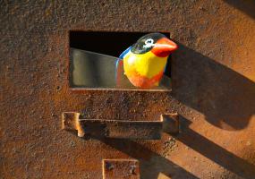 bird in letterbox
