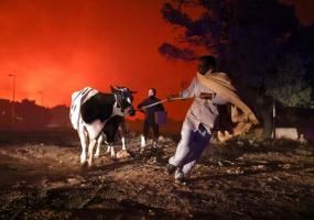 Locals evacuate the area with their animals as a wildfire rages in the suburb of Thrakomakedones, north of Athens, Greece, August 7, 2021. REUTERS/Giorgos Moutafis
