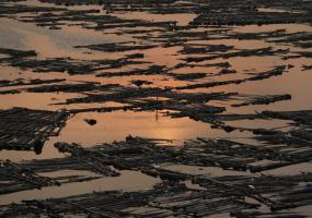 Logs of wood float on the Lagos lagoon near the Makoko riverine slum, in Lagos, Nigeria February 27, 2022. Picture taken February 27, 2022. REUTERS/Temilade Adelaja
