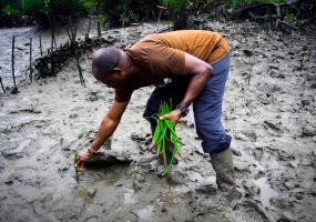A planting project in Nigeria. 